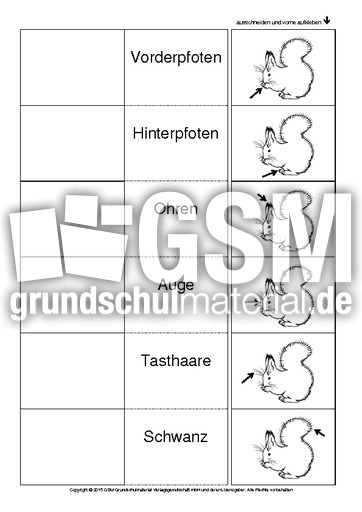 Flip-Flap-Eichhörnchen-Körperbau-SW.pdf